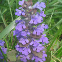Purple Flowers