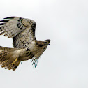 Red-tailed Hawk