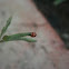 Lady Bug (Holy Bug)