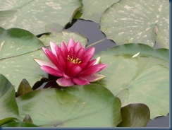 flowers and plants 013