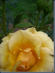 flowers and plants 042