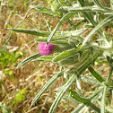 Cardo. Cotton thistle