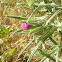 Cardo. Cotton thistle