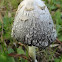 Lawyers wig (Shaggy ink cap)