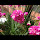 German Flowers and Birds