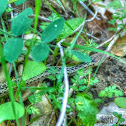 San Diego Gopher Snake