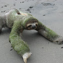 Brown-throated Sloth