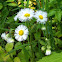 Daisy Fleabane