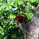 Flying Squirrel
