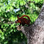 Flying Squirrel