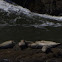 Harbor Seal