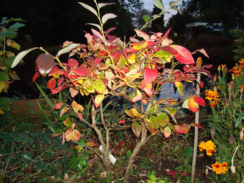 Herfst 2008 (blauwe bes)