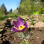 Pulsatilla