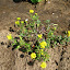 Creeping Alyssum