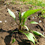 Unknown Snail Repeller 3 (B5a)