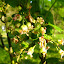 Blackcurrant