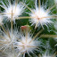 Mammillaria
