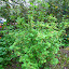 Redcurrant