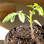 Tomato 'Sweet Million' (D)