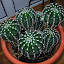 Unknown Cactus 1