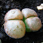 Living Stones