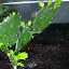 Opuntia ?