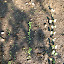 Lettuce 'Bionda a foglia di quercia'