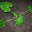 Zucchini 'Gold Rush' (A) [B4b]