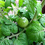 Cherry Tomato