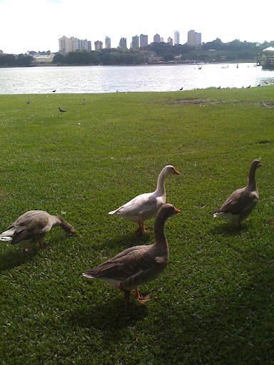 Barigui Park in Curitiba, Brazil