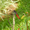 dragon fly