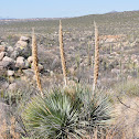 Sotol, Desert Spoon