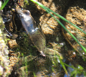 Cascades Frog, Rana cascadae