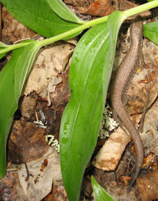 Alligator lizard - CCR