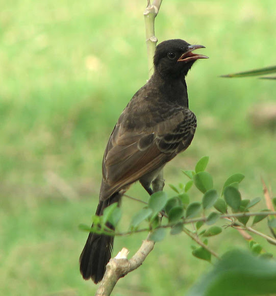 Spotting Image 1