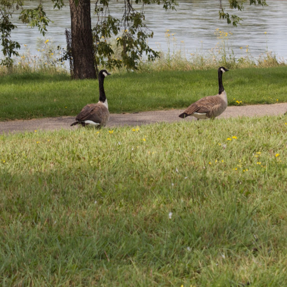 Spotting Image 1