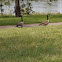 Canada goose