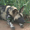 African Wild Dog