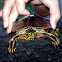 Painted Turtle