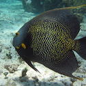 French Angelfish