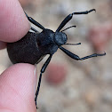 Pinacate beetle