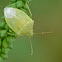 Stink bug