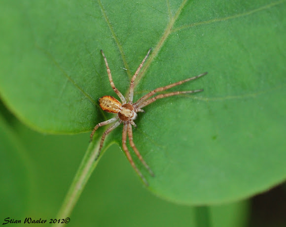 Spotting Image 1