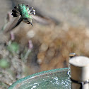 Anna's hummingbird