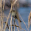 Chiffchaff; Mosquitero Común