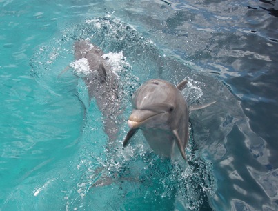 Dois golfinhos a seguir-nos enquanto nos afastavamos depois de nadarmos com eles...