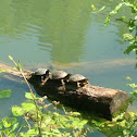 Red eared slider