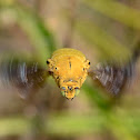 Yellow Carpenter Bee male