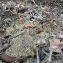 Lichen