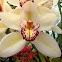 Cymbidium orchid